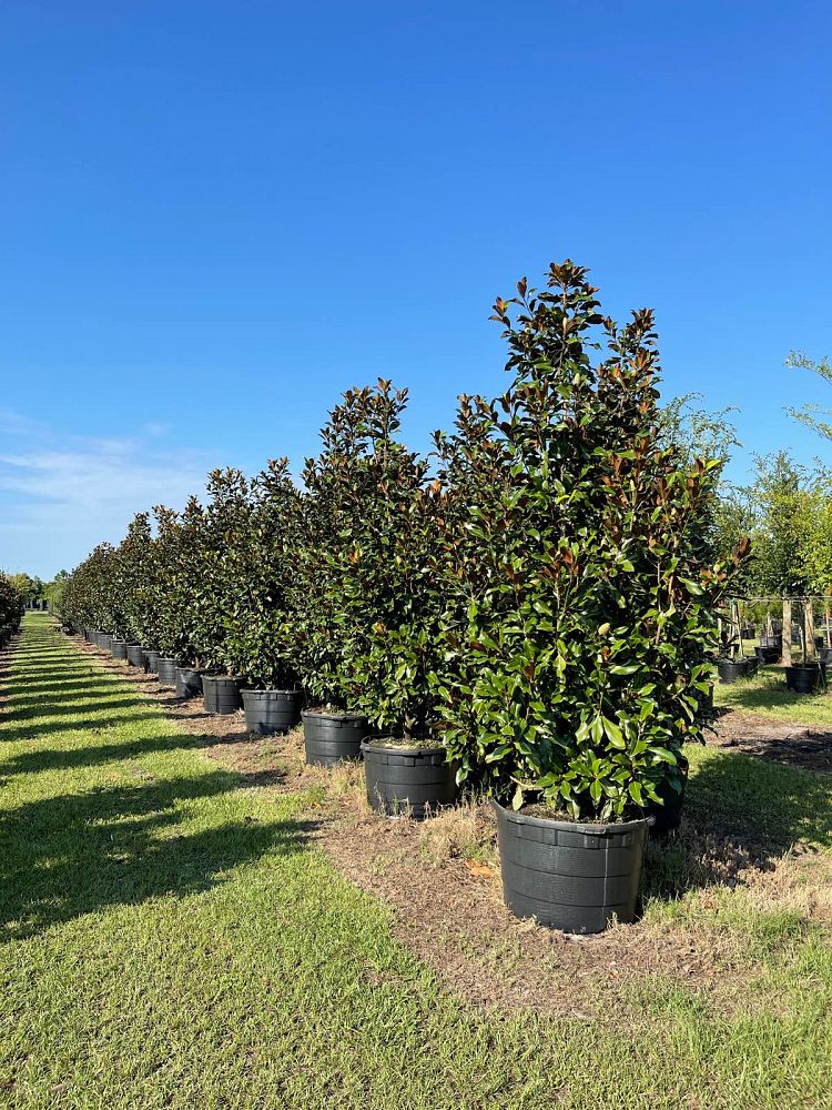 magnolia-grandiflora-bracken-s-brown-beauty-southern-magnolia