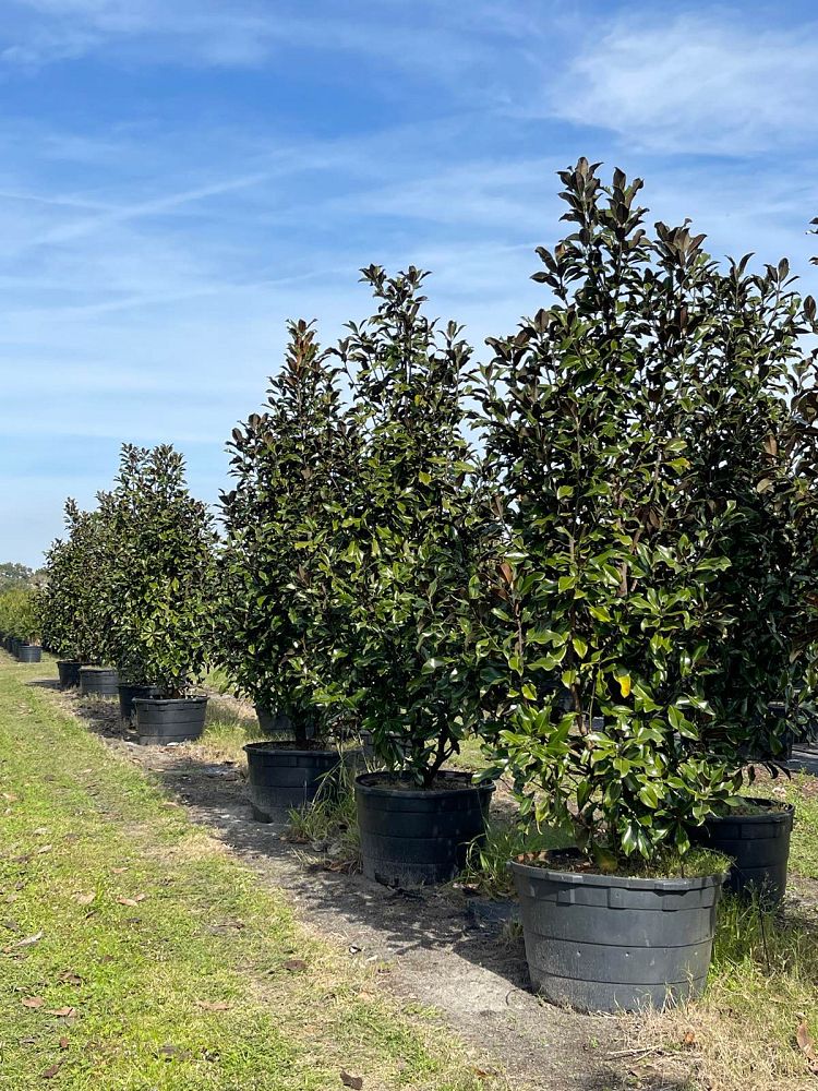 magnolia-grandiflora-bracken-s-brown-beauty-southern-magnolia