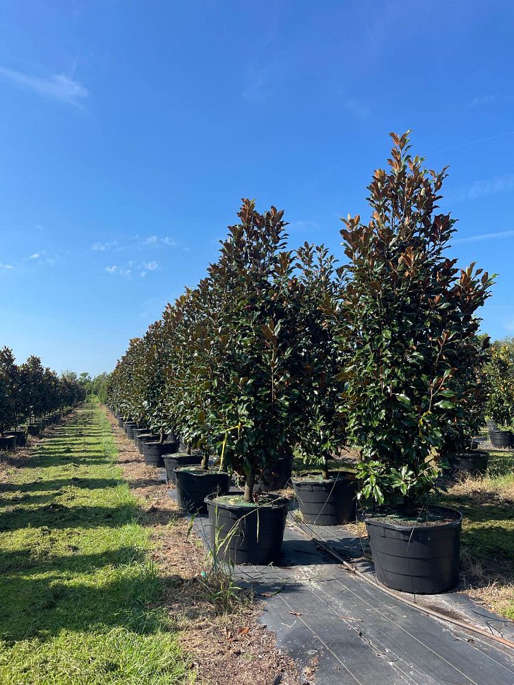 magnolia-grandiflora-bracken-s-brown-beauty-southern-magnolia