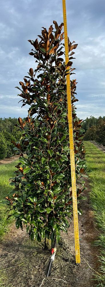 magnolia-grandiflora-bracken-s-brown-beauty-southern-magnolia