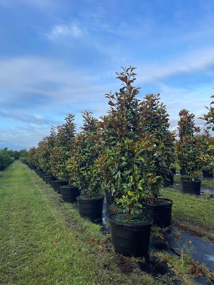 magnolia-grandiflora-bracken-s-brown-beauty-southern-magnolia