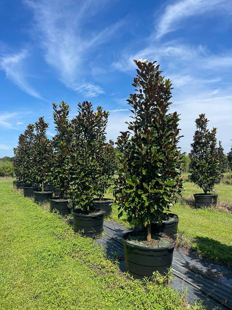magnolia-grandiflora-bracken-s-brown-beauty-southern-magnolia