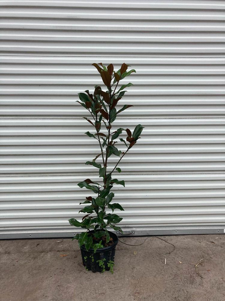 magnolia-grandiflora-bracken-s-brown-beauty-southern-magnolia