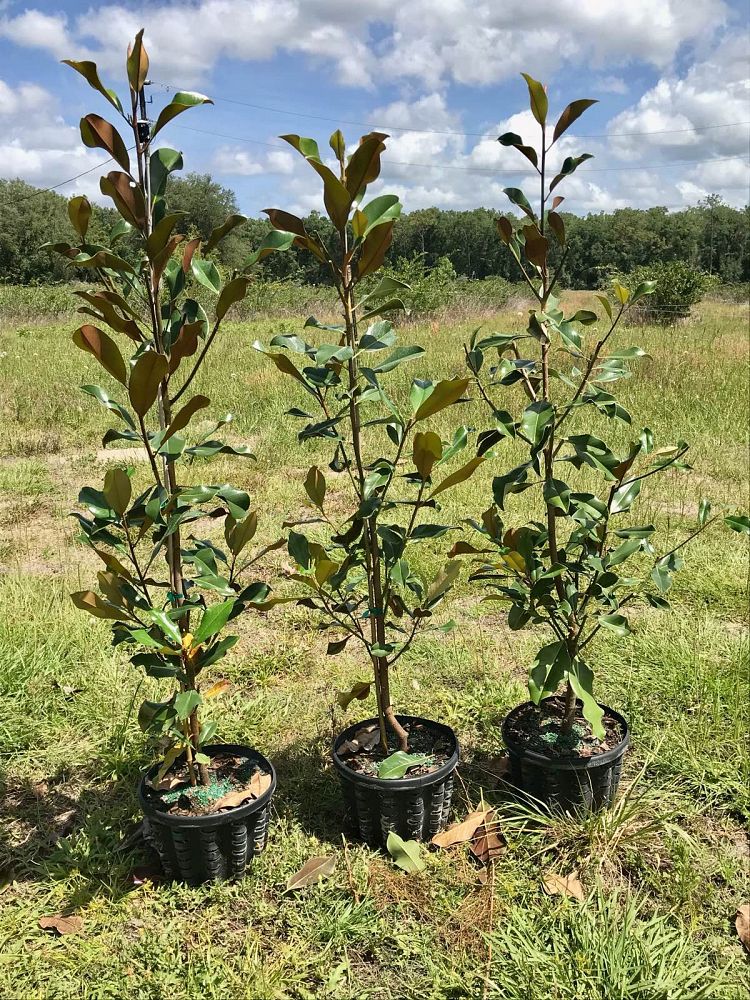 magnolia-grandiflora-bracken-s-brown-beauty-southern-magnolia