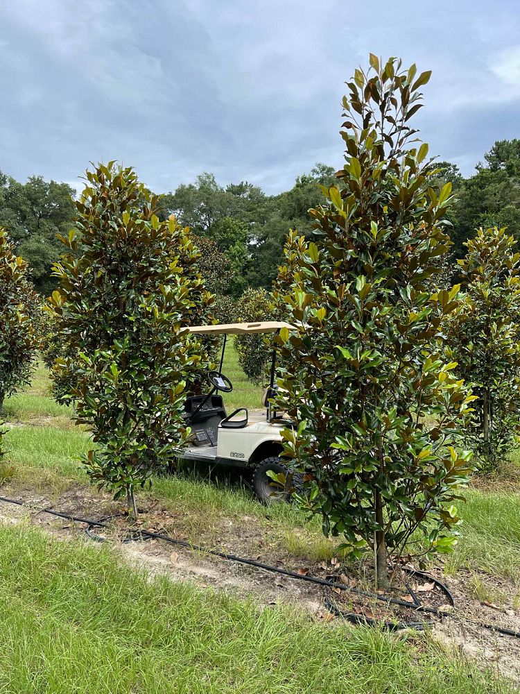 magnolia-grandiflora-bracken-s-brown-beauty-southern-magnolia