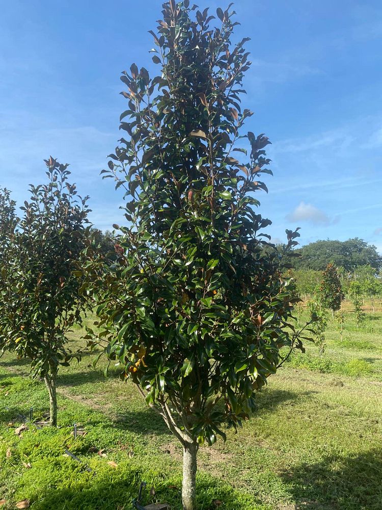 magnolia-grandiflora-bracken-s-brown-beauty-southern-magnolia
