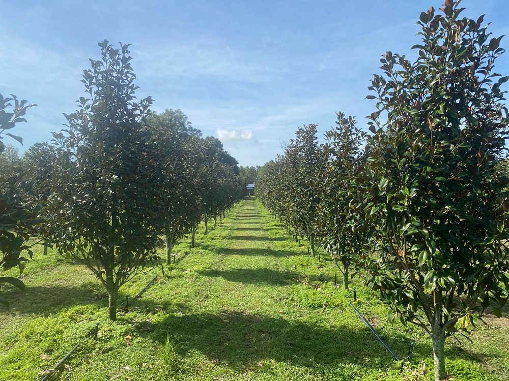 magnolia-grandiflora-bracken-s-brown-beauty-southern-magnolia