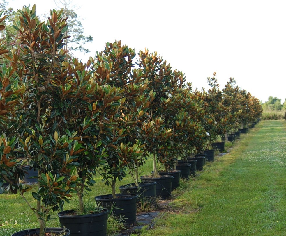 magnolia-grandiflora-bracken-s-brown-beauty-southern-magnolia