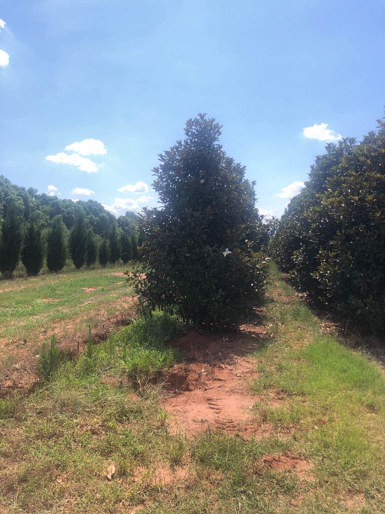 magnolia-grandiflora-bracken-s-brown-beauty-southern-magnolia