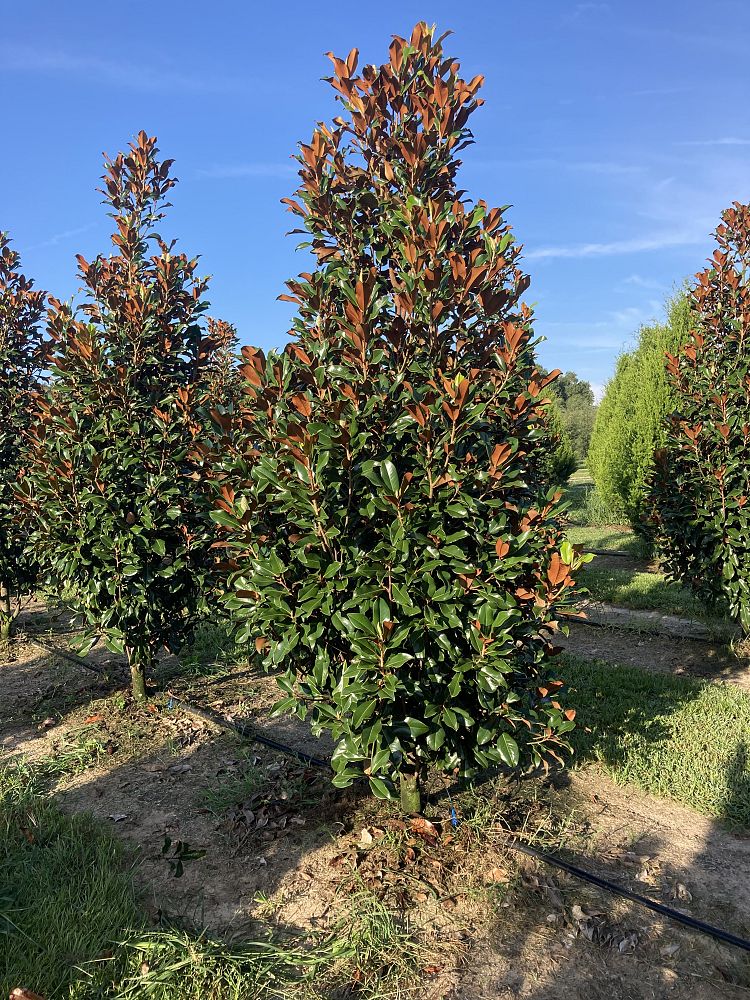 magnolia-grandiflora-bracken-s-brown-beauty-southern-magnolia