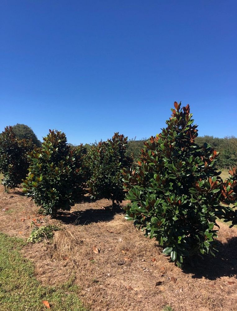 magnolia-grandiflora-bracken-s-brown-beauty-southern-magnolia