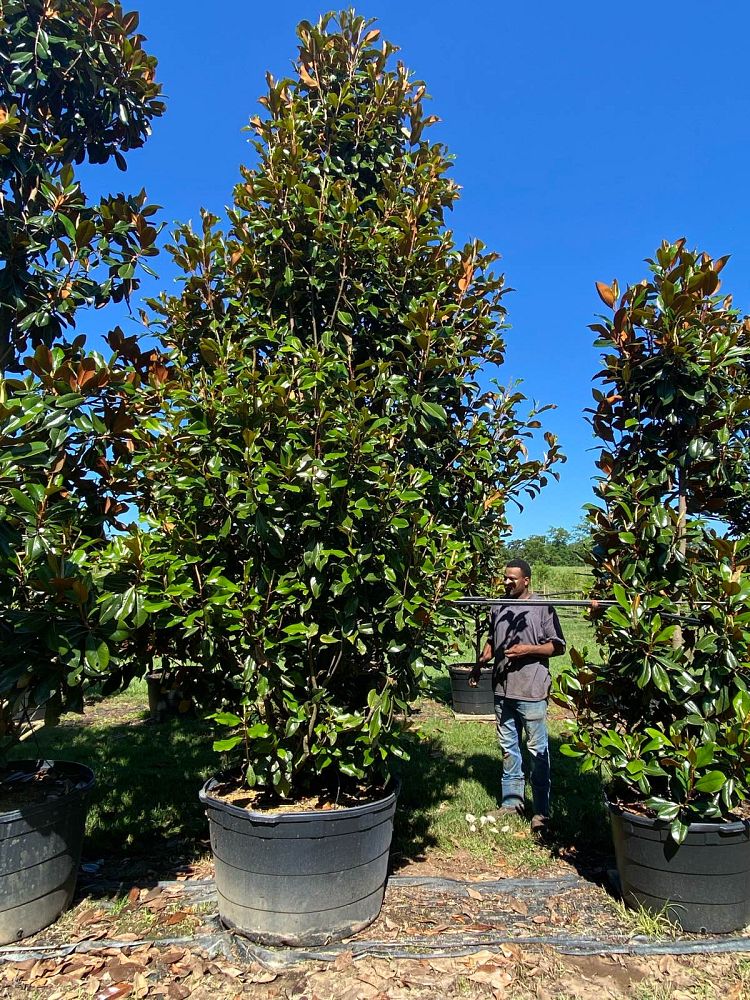 magnolia-grandiflora-bracken-s-brown-beauty-southern-magnolia