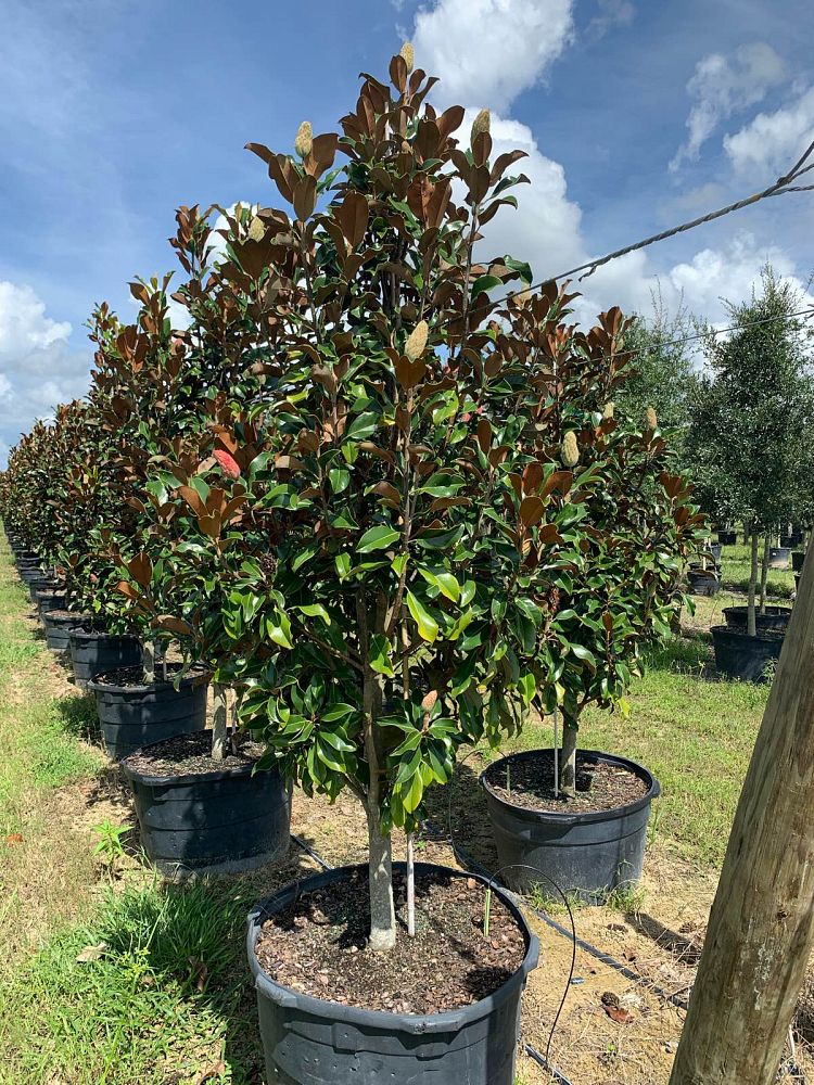 magnolia-grandiflora-bracken-s-brown-beauty-southern-magnolia