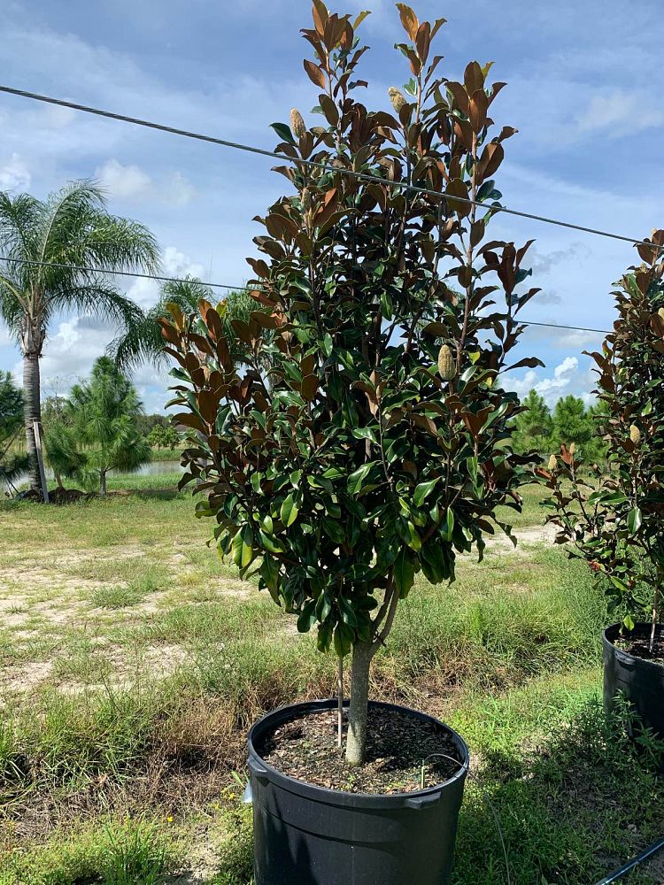 magnolia-grandiflora-bracken-s-brown-beauty-southern-magnolia