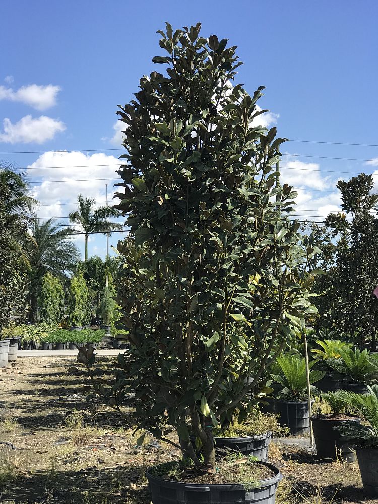 magnolia-grandiflora-bracken-s-brown-beauty-southern-magnolia