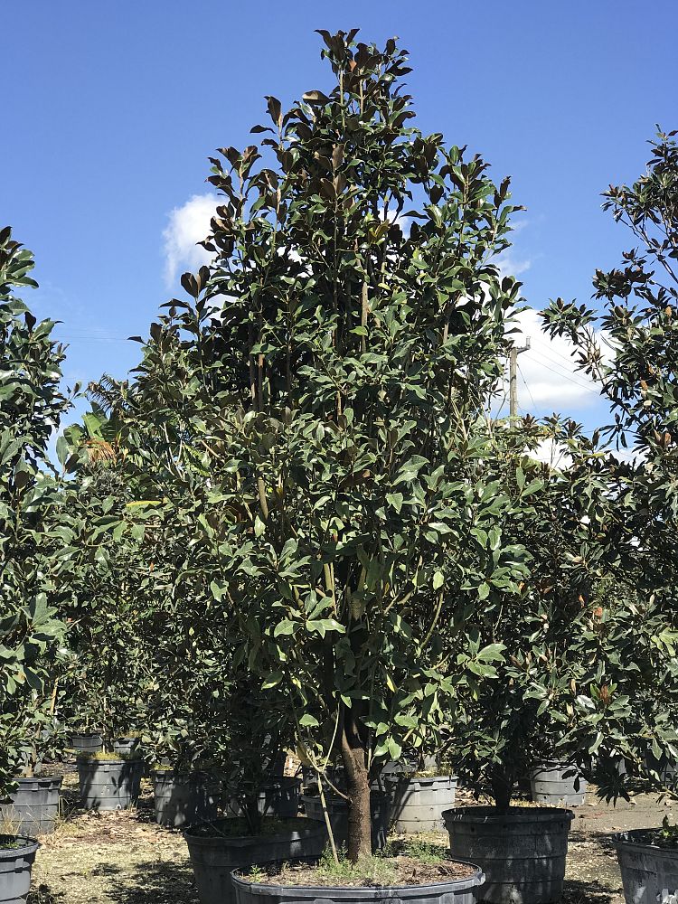 magnolia-grandiflora-bracken-s-brown-beauty-southern-magnolia