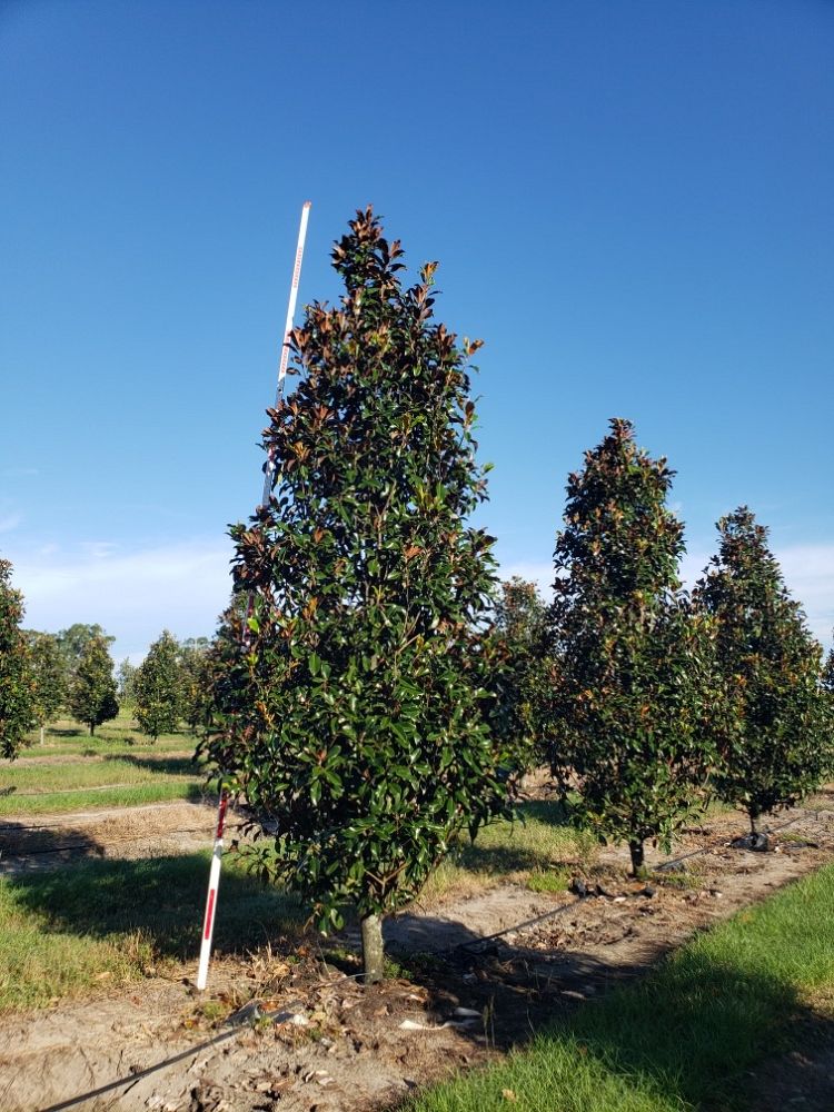 magnolia-grandiflora-bracken-s-brown-beauty-southern-magnolia