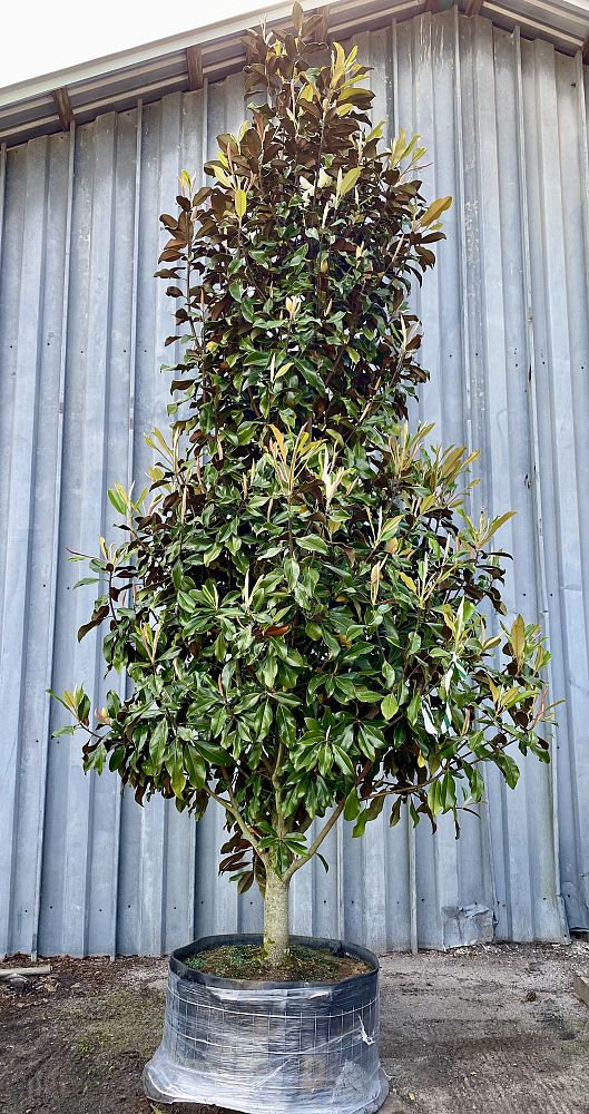 magnolia-grandiflora-bracken-s-brown-beauty-southern-magnolia