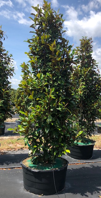 magnolia-grandiflora-bracken-s-brown-beauty-southern-magnolia