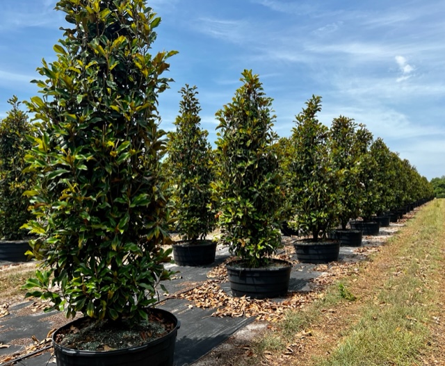 magnolia-grandiflora-bracken-s-brown-beauty-southern-magnolia
