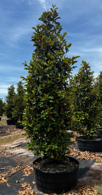magnolia-grandiflora-bracken-s-brown-beauty-southern-magnolia