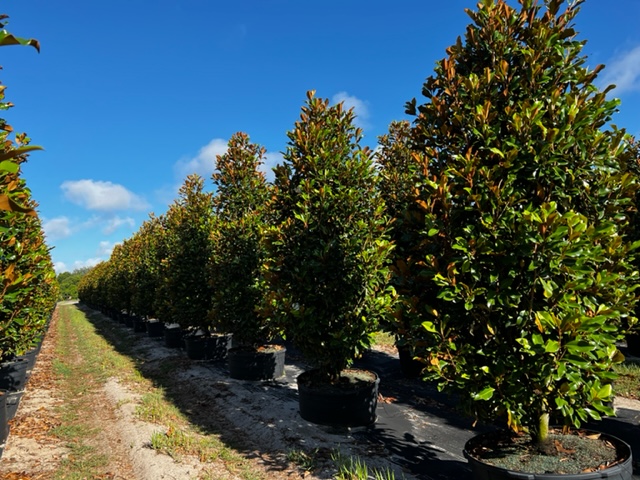 magnolia-grandiflora-bracken-s-brown-beauty-southern-magnolia