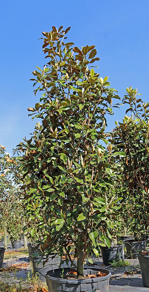 magnolia-grandiflora-bracken-s-brown-beauty-southern-magnolia