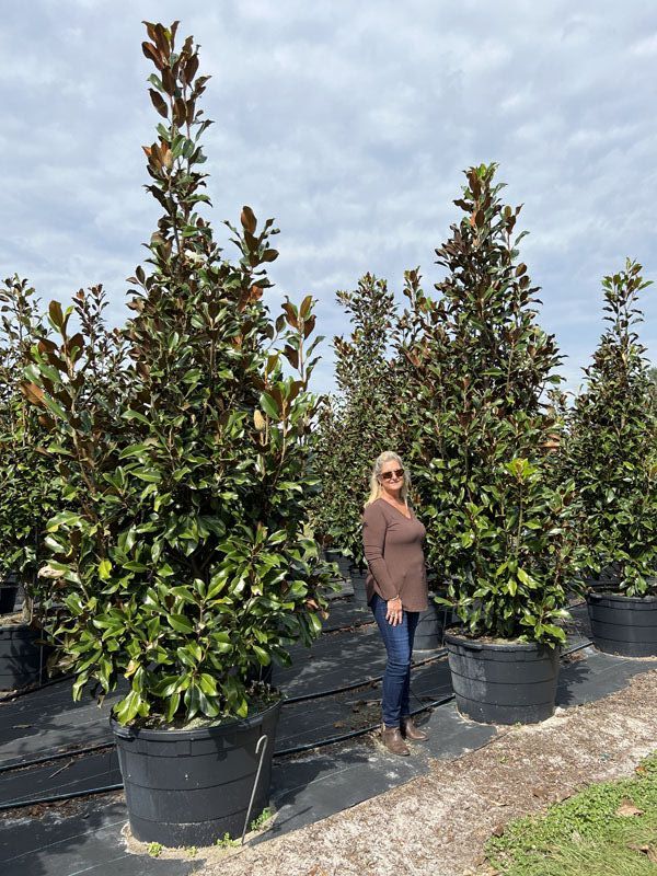 magnolia-grandiflora-bracken-s-brown-beauty-southern-magnolia