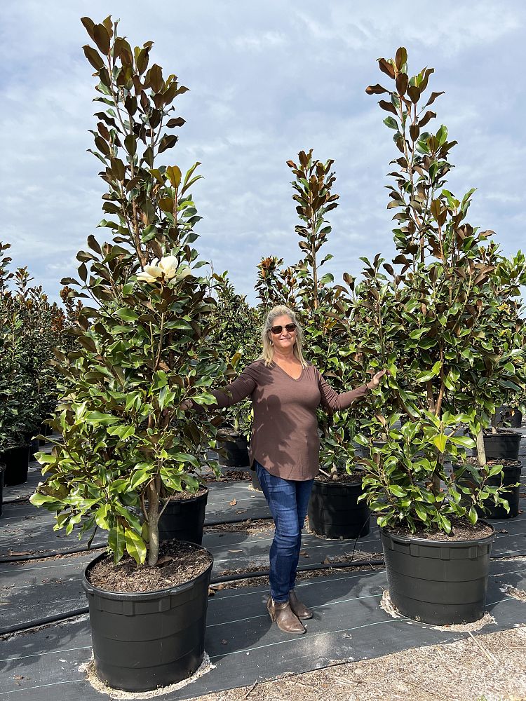 magnolia-grandiflora-bracken-s-brown-beauty-southern-magnolia