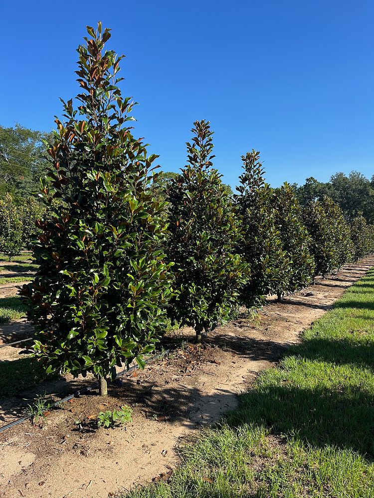 magnolia-grandiflora-bracken-s-brown-beauty-southern-magnolia