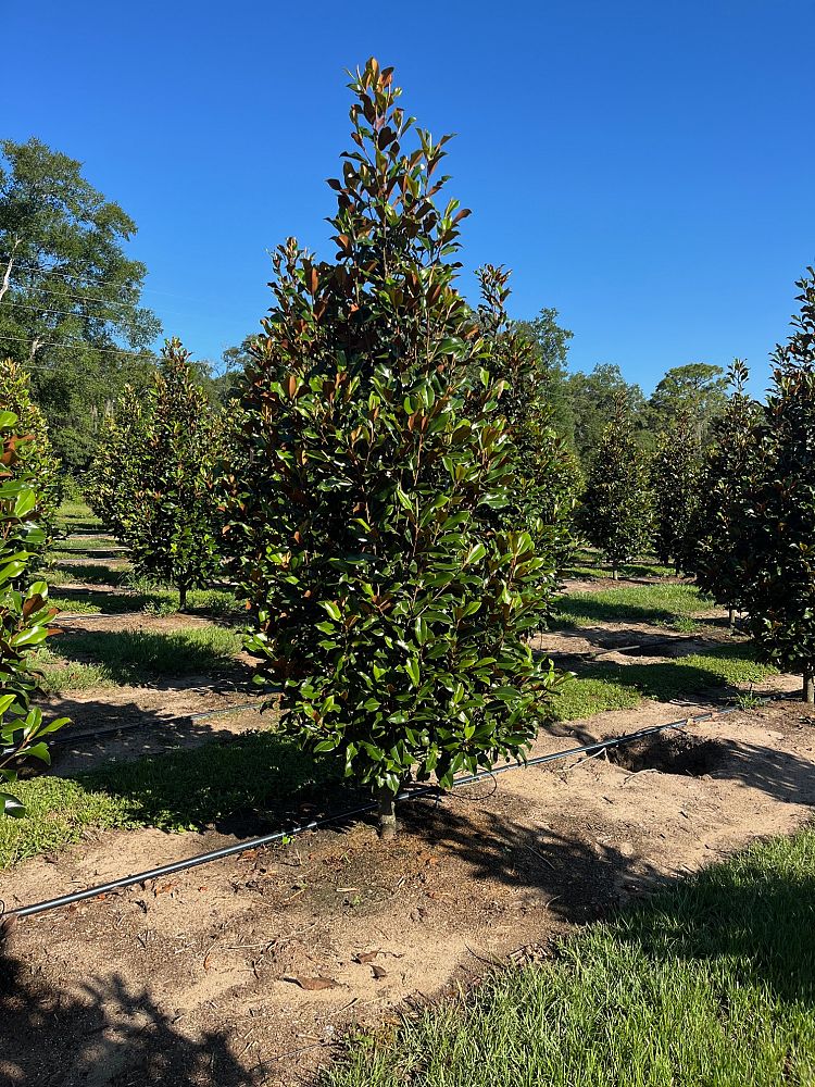magnolia-grandiflora-bracken-s-brown-beauty-southern-magnolia