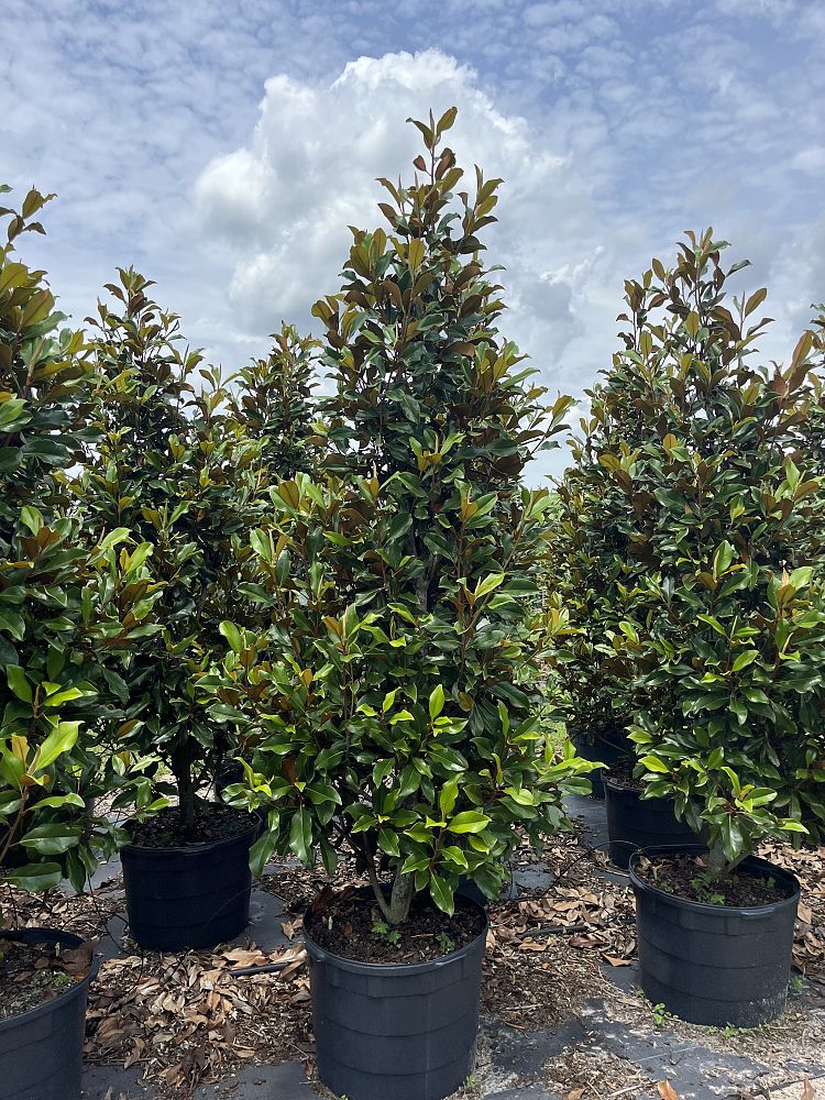 magnolia-grandiflora-bracken-s-brown-beauty-southern-magnolia