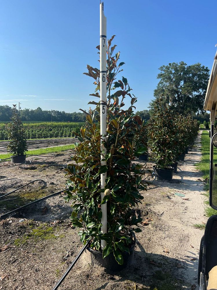 magnolia-grandiflora-bracken-s-brown-beauty-southern-magnolia