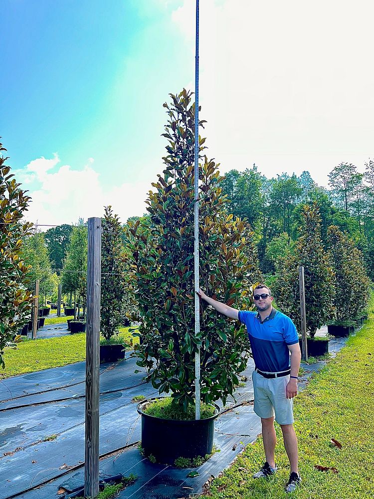 magnolia-grandiflora-bracken-s-brown-beauty-southern-magnolia