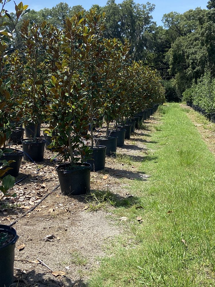 magnolia-grandiflora-bracken-s-brown-beauty-southern-magnolia