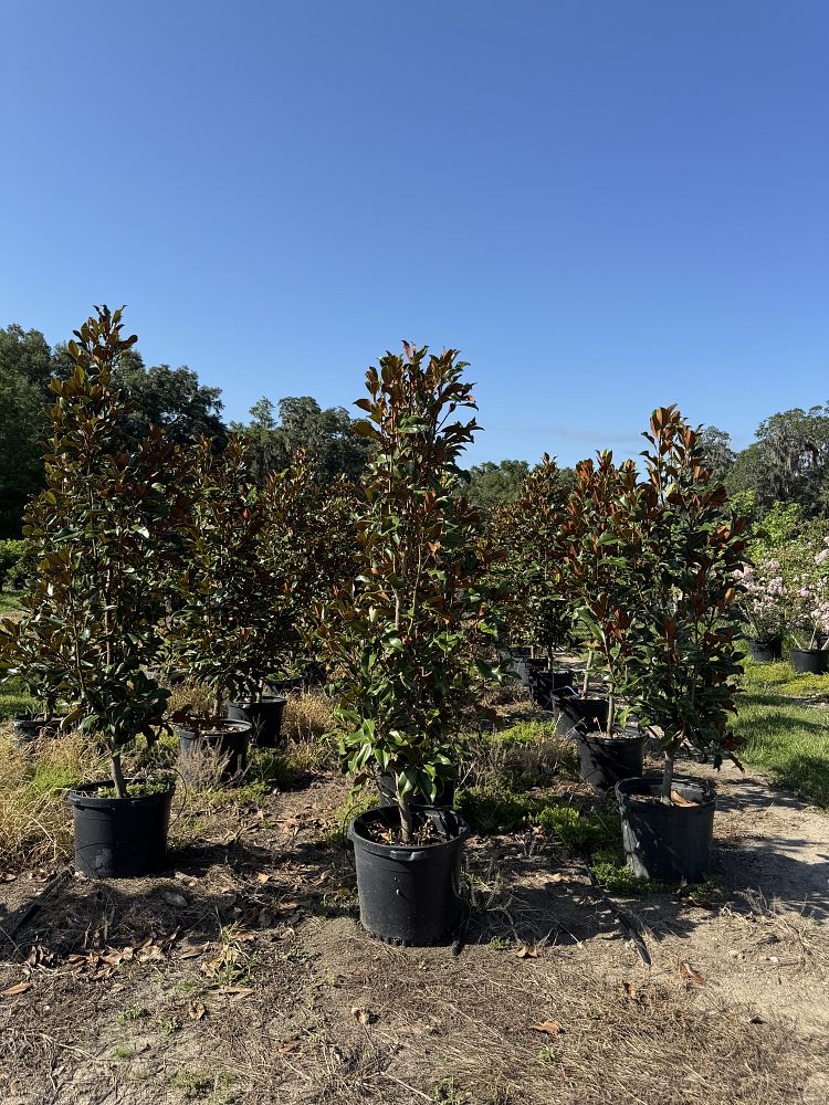 magnolia-grandiflora-bracken-s-brown-beauty-southern-magnolia