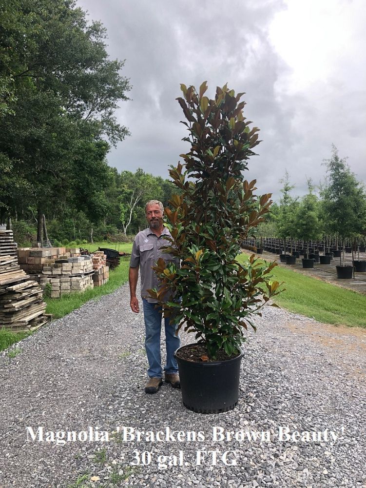 magnolia-grandiflora-bracken-s-brown-beauty-southern-magnolia