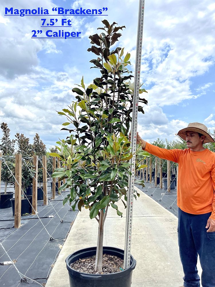 magnolia-grandiflora-bracken-s-brown-beauty-southern-magnolia