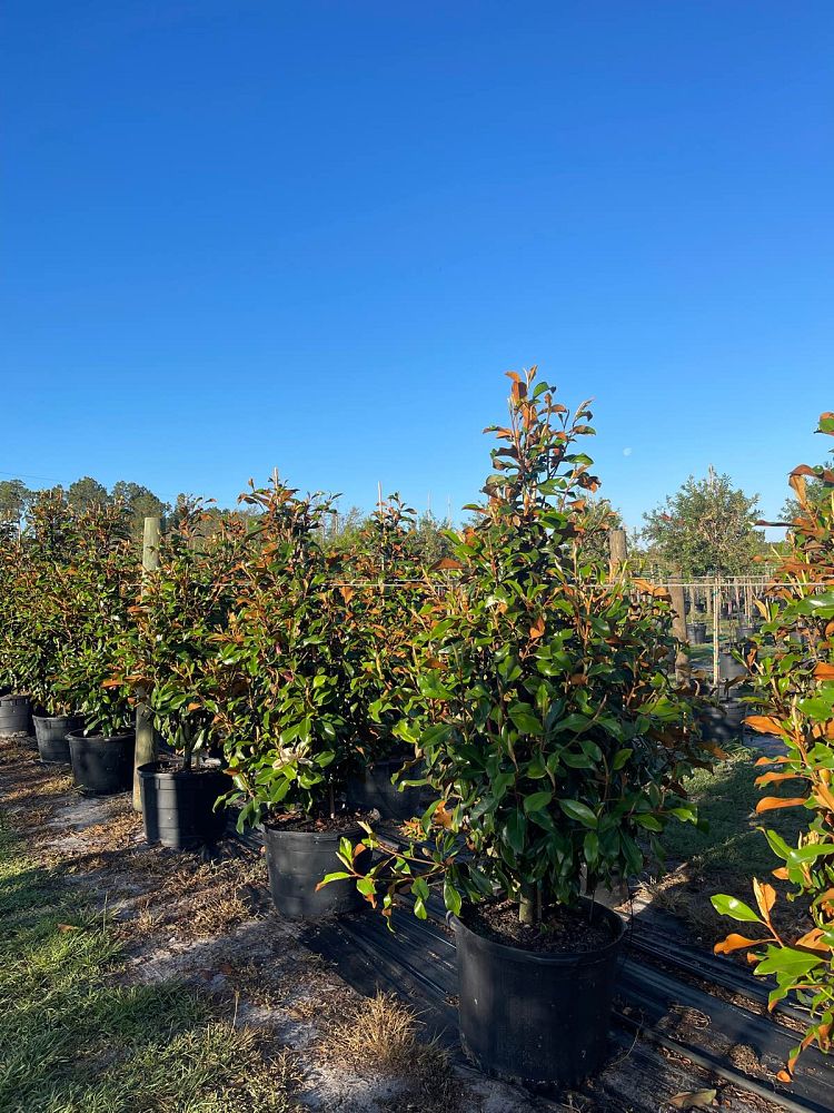 magnolia-grandiflora-bracken-s-brown-beauty-southern-magnolia