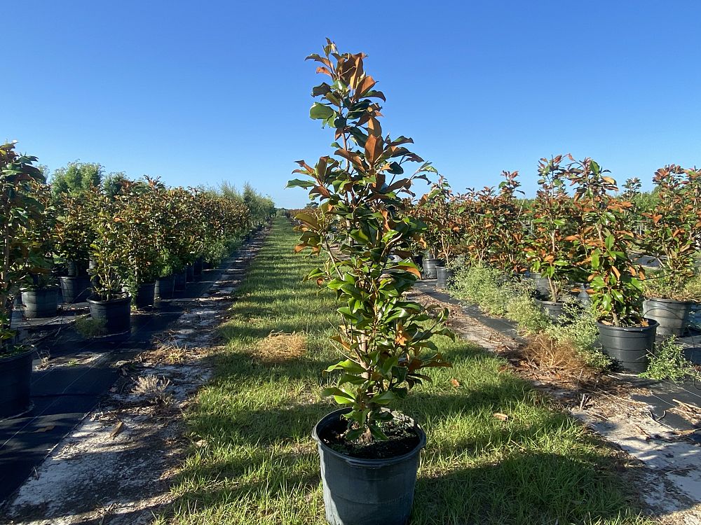 magnolia-grandiflora-bracken-s-brown-beauty-southern-magnolia