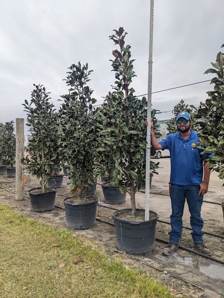 magnolia-grandiflora-bracken-s-brown-beauty-southern-magnolia