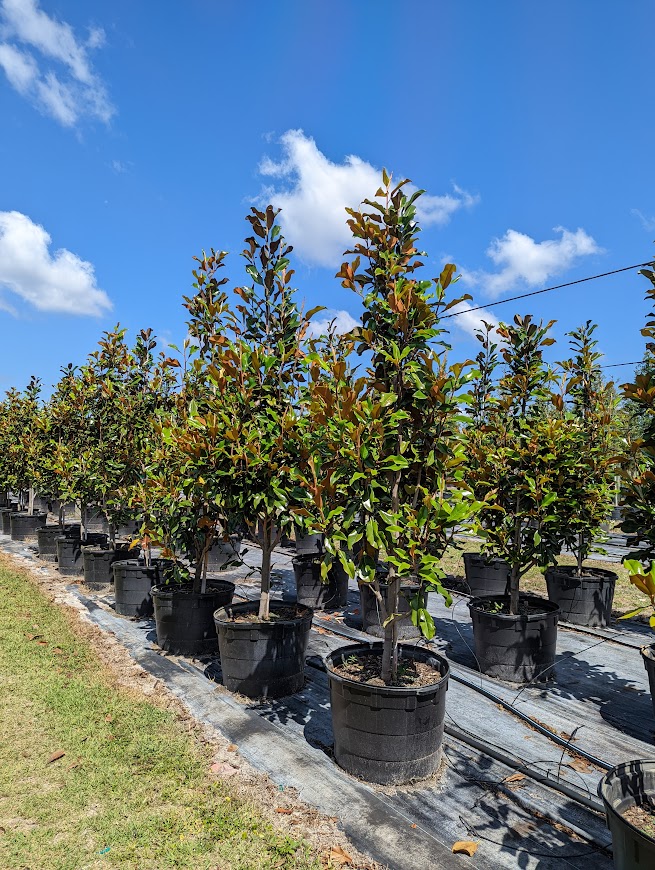 magnolia-grandiflora-bracken-s-brown-beauty-southern-magnolia