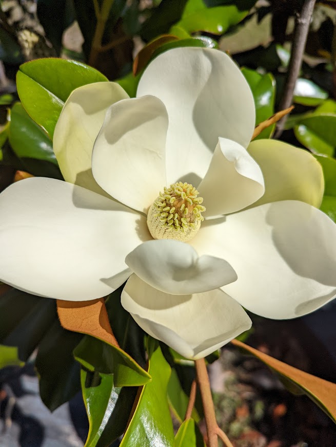 magnolia-grandiflora-bracken-s-brown-beauty-southern-magnolia