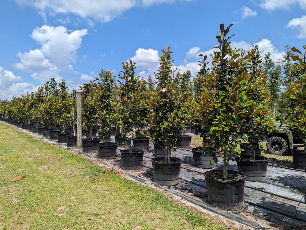 magnolia-grandiflora-bracken-s-brown-beauty-southern-magnolia