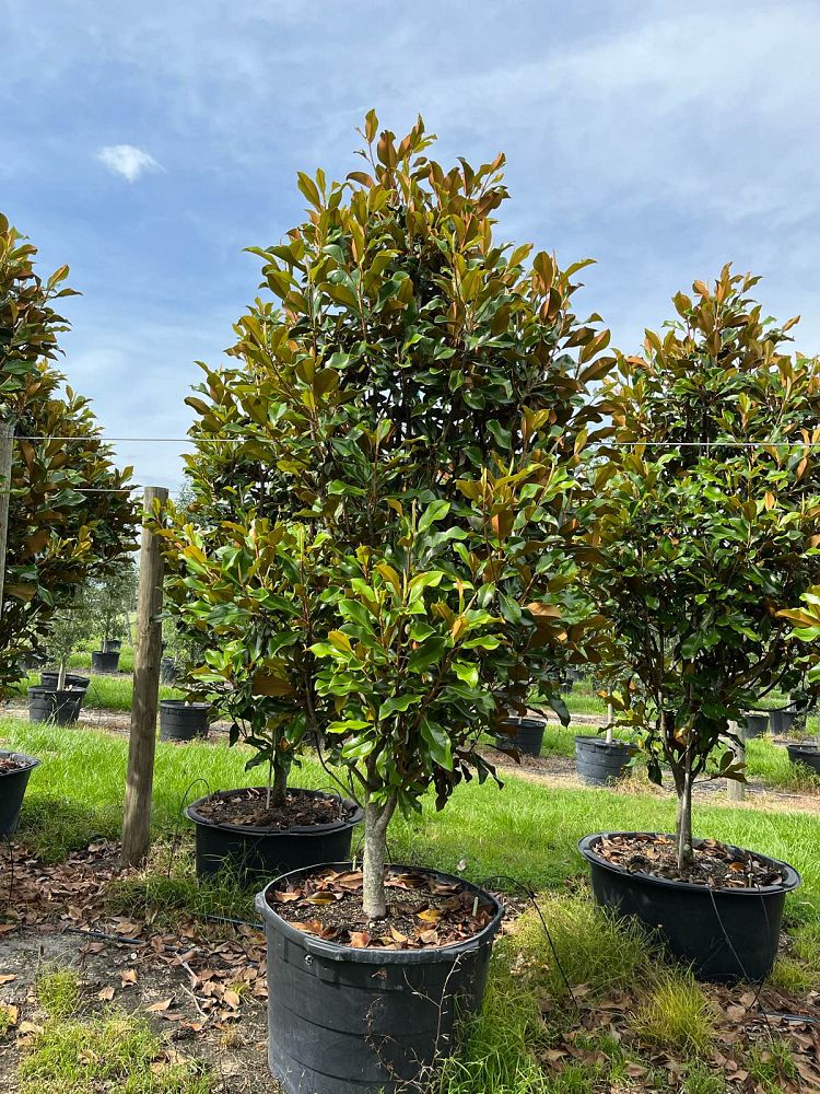 magnolia-grandiflora-bracken-s-brown-beauty-southern-magnolia
