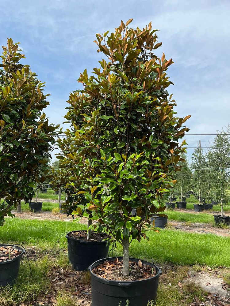 magnolia-grandiflora-bracken-s-brown-beauty-southern-magnolia