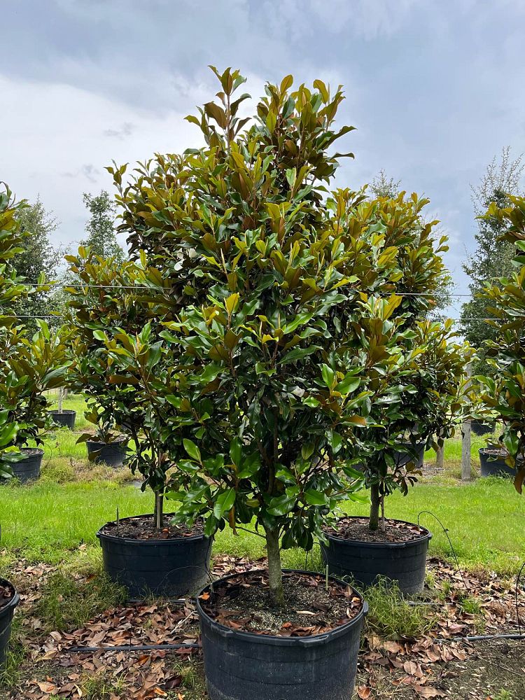 magnolia-grandiflora-bracken-s-brown-beauty-southern-magnolia