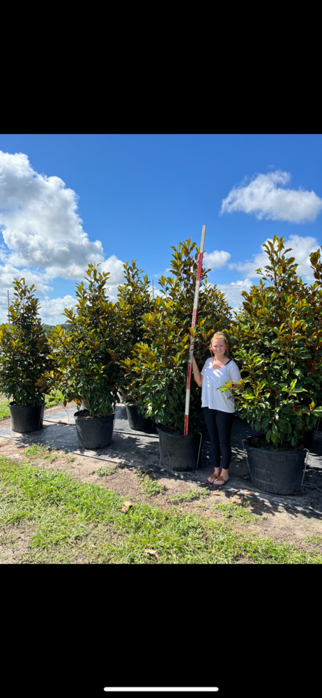 magnolia-grandiflora-bracken-s-brown-beauty-southern-magnolia