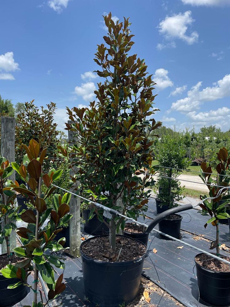 magnolia-grandiflora-bracken-s-brown-beauty-southern-magnolia