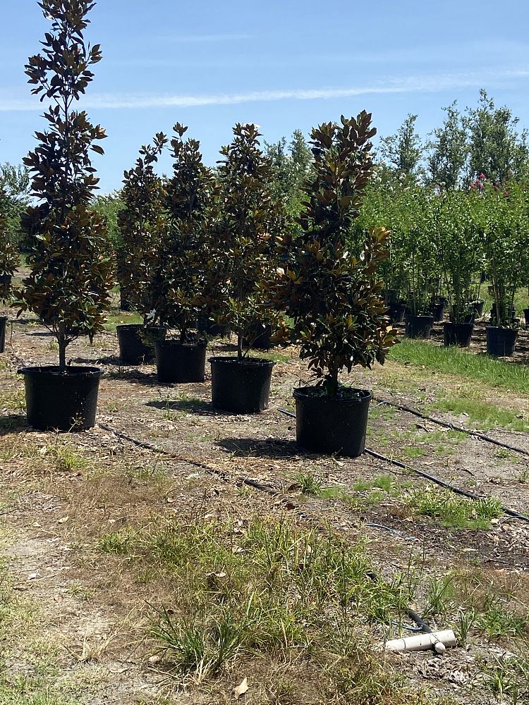 magnolia-grandiflora-bracken-s-brown-beauty-southern-magnolia